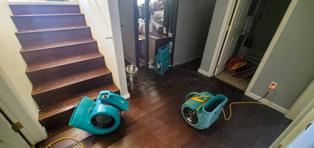 Best Water damage cleanup near me  in Coalfield, TN