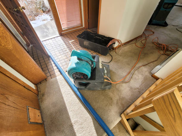 Best Water damage mitigation services  in Coalfield, TN