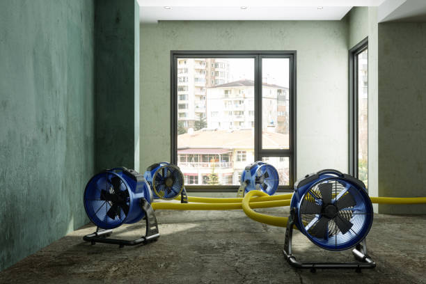Best Carpet water damage restoration  in Coalfield, TN